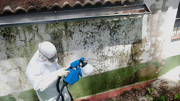 Mold Removal service in Broadview